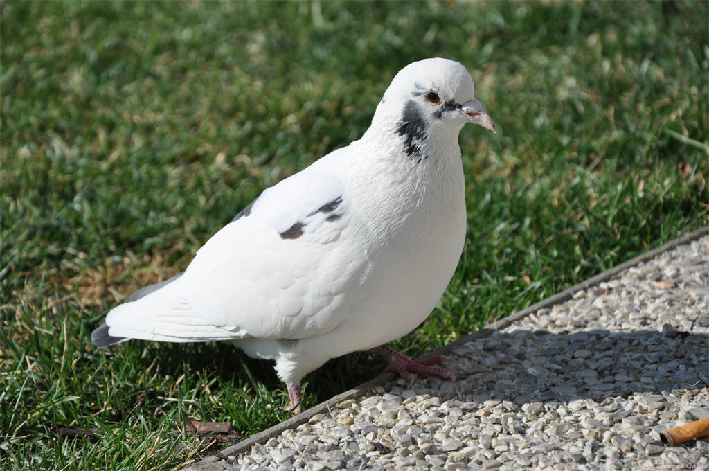 pisa italy pigeon bird grass